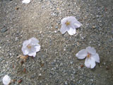 sakura2 sakura2