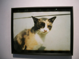 ニシムラ写真展 ニシムラ写真展