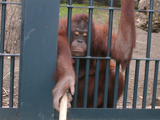 オランウータン オランウータン