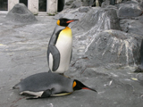 ペンギン ペンギン