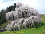 三春の滝桜