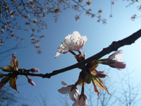 有珠善光寺の桜 有珠善光寺の桜