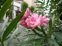 夾竹桃 夾竹桃