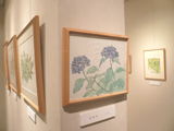 野の花・山の花