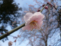 しだれ梅 しだれ梅