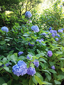 紫陽花 紫陽花