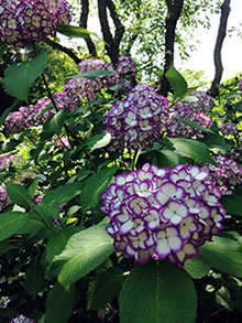紫陽花 紫陽花