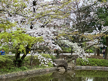 馬橋公園の桜
